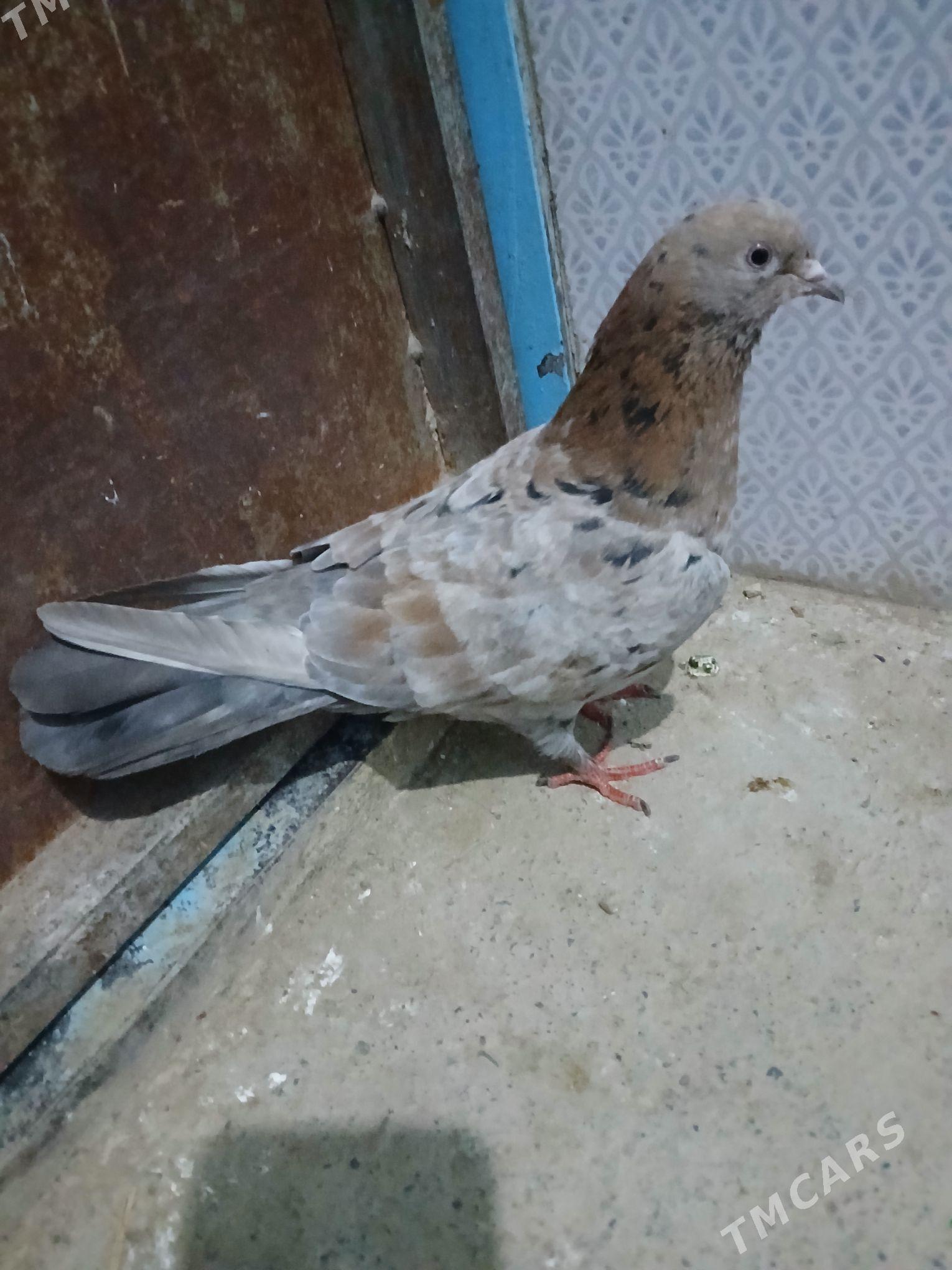 kepderi - Гызыларбат - img 1