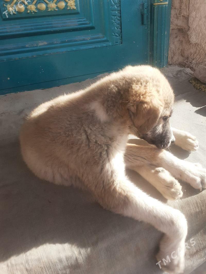 Turkmen gujuk - Görogly (Tagta) - img 1