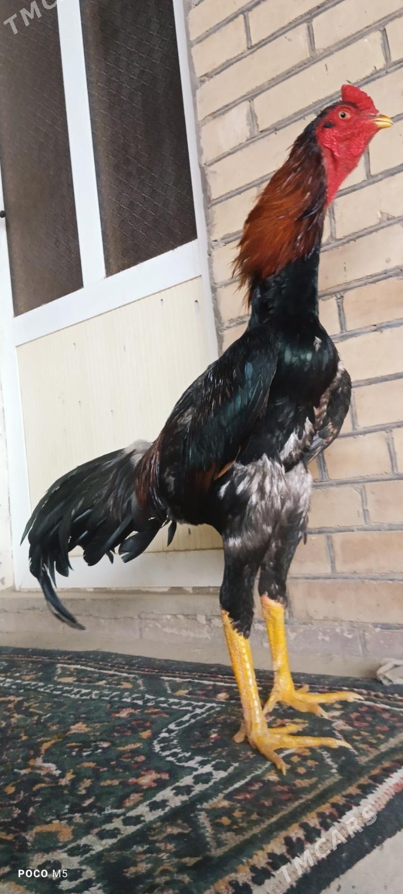 HORAZ JUYJEE - Туркменабат - img 1