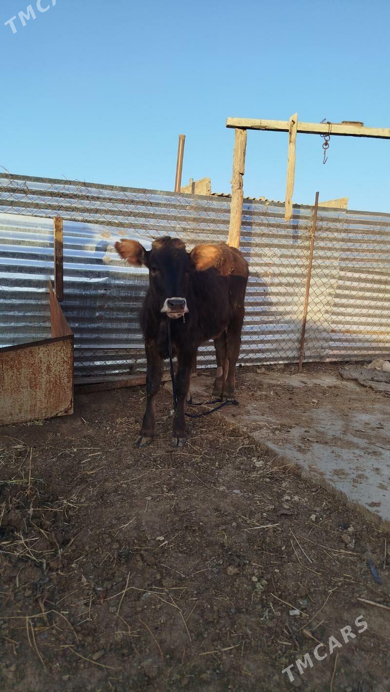 tuwe - Гёкдепе - img 1