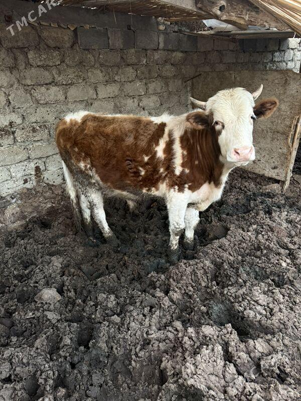 ökiz - Гарадамак - img 1