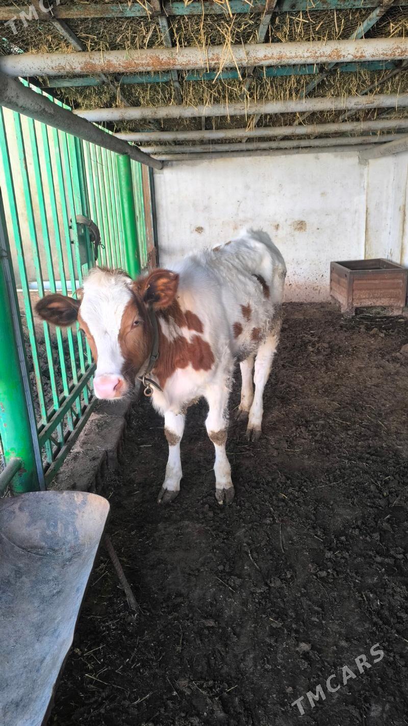 tuwe - Ашхабад - img 1