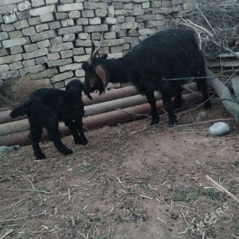 owlakly geji - Векильбазар - img 1