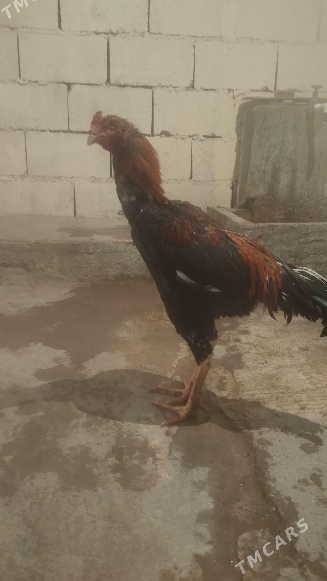 taskent - Хитровка - img 1