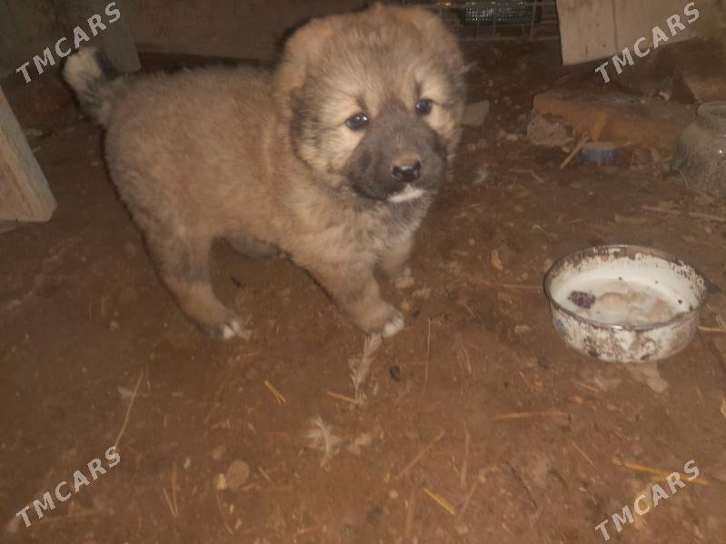 Turkmen it - Саят - img 1