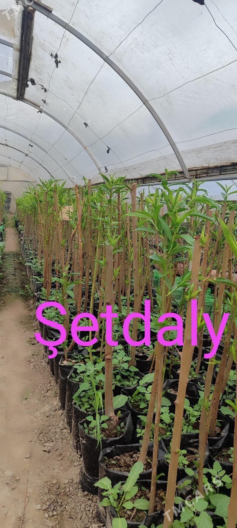 Miweli baglar - Багир - img 1