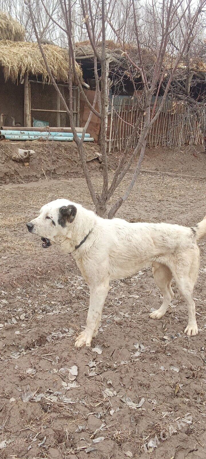 Alabaý - Daşoguz - img 1