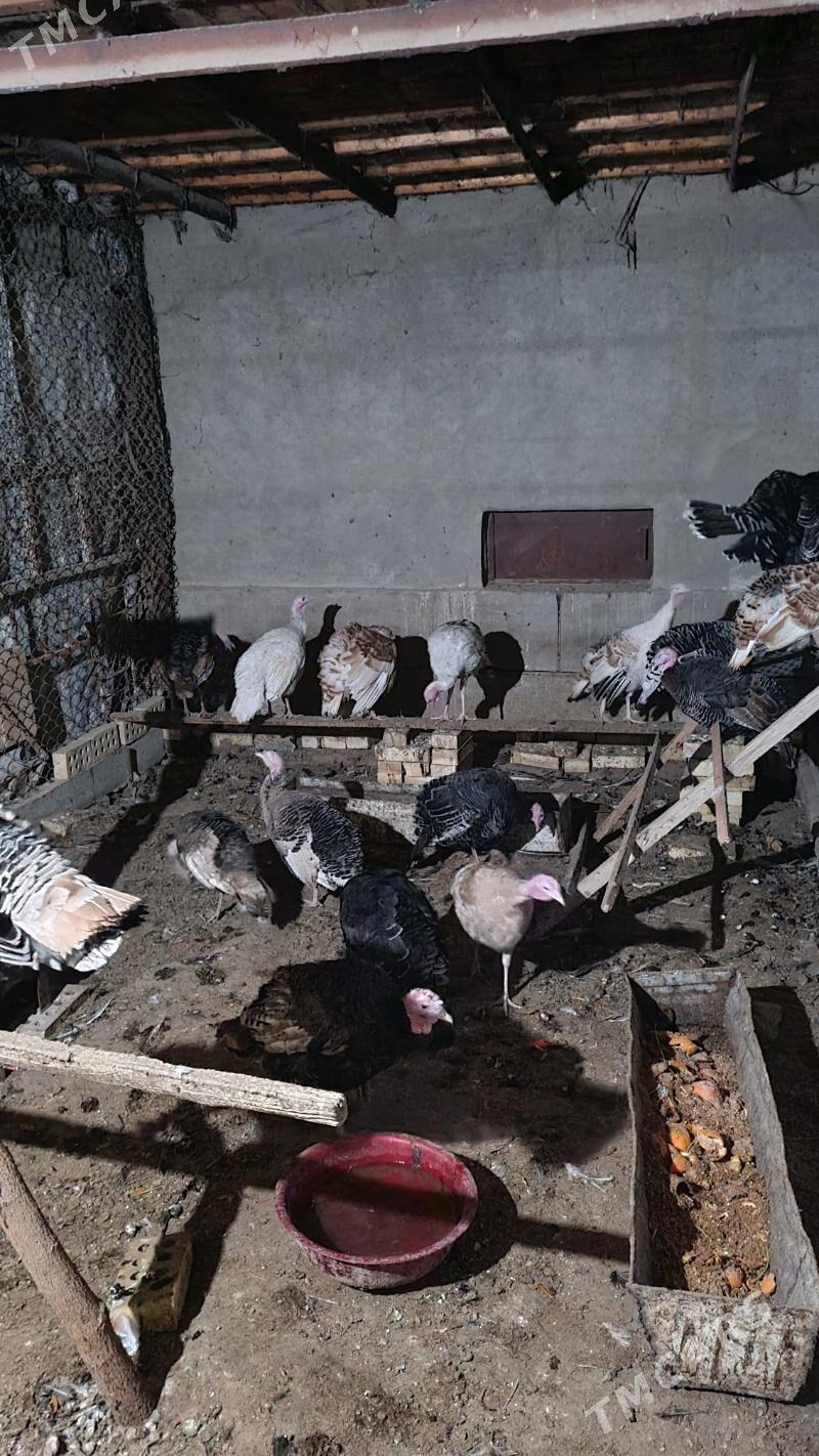 induklar - Sakarçäge - img 1