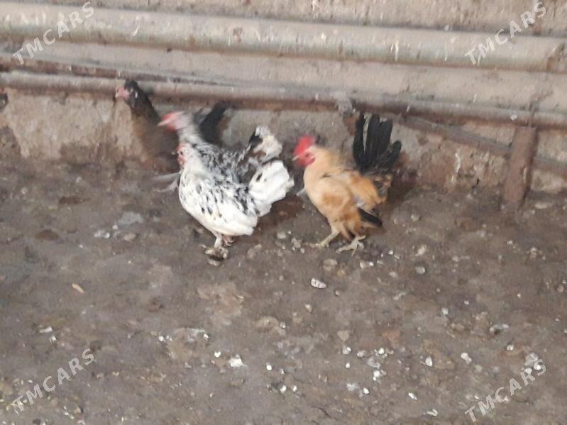 Towuk Horaz Karlik Serama. - Гёкдепе - img 1