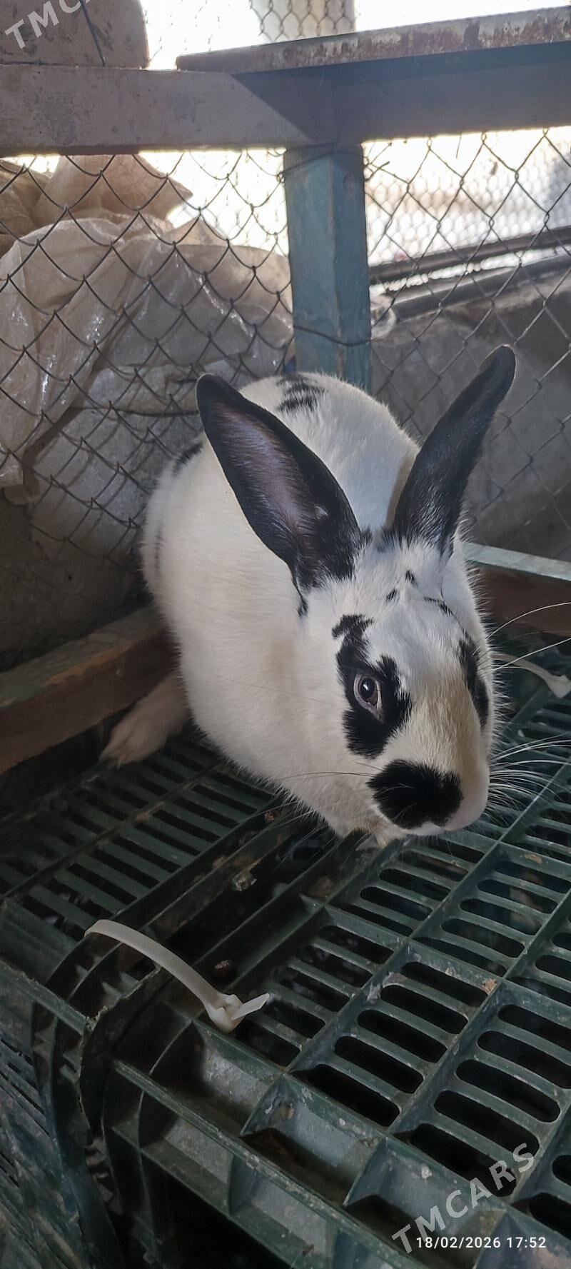 towsan товшан - Кака - img 1