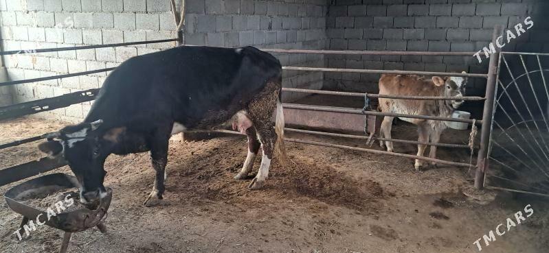 Sygyr - Gyzylarbat - img 1