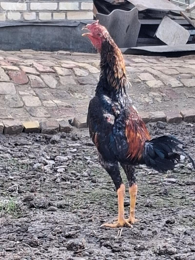 байсов хораз - Чарджоу - img 1