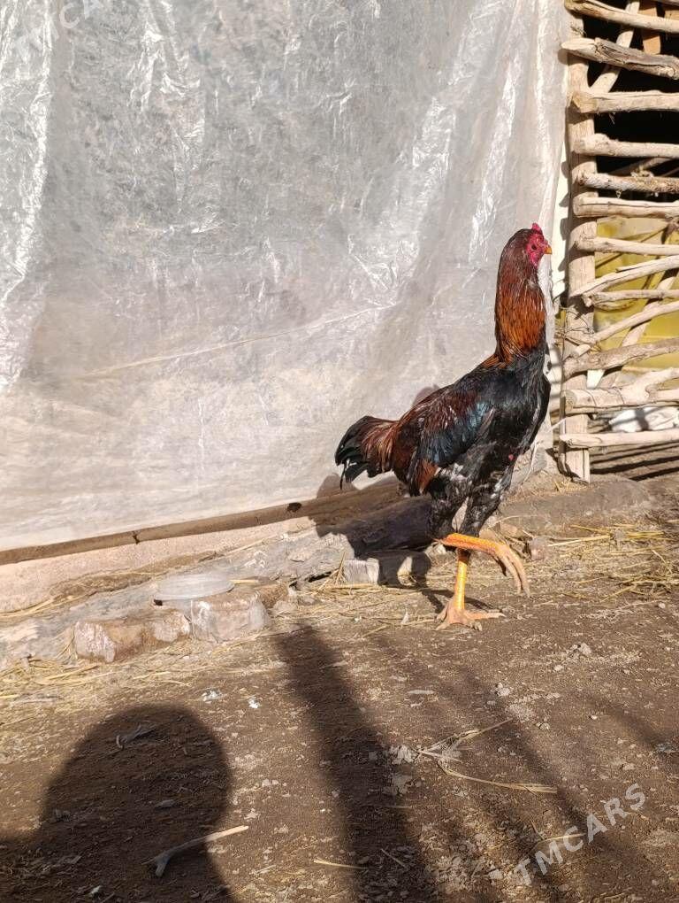 bayes horaz - Darganata - img 1