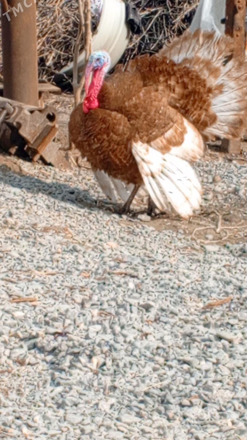 induk owgan - Gökdepe - img 1