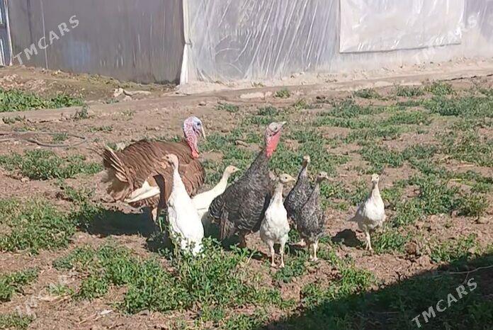 induk juje - Wekilbazar - img 1