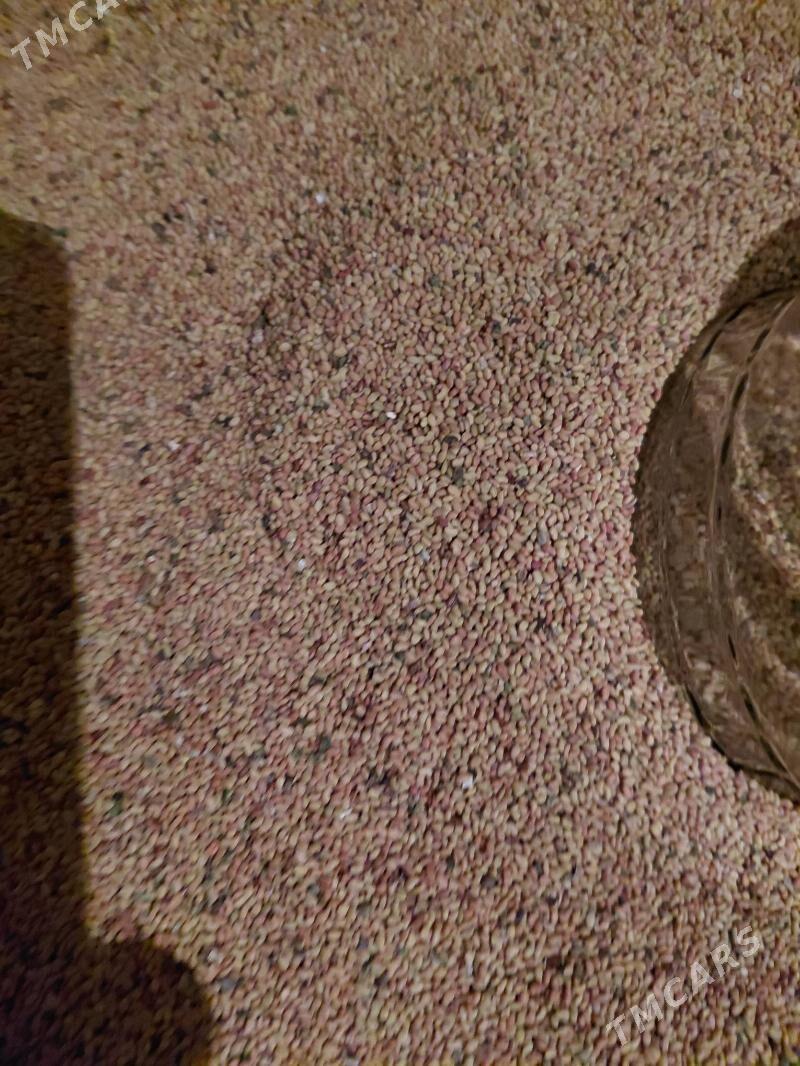 Yorunja tohum - Ак-Бугдайский этрап - img 1