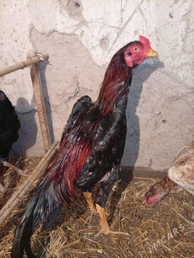 Horaz - Şabat etr. - img 1