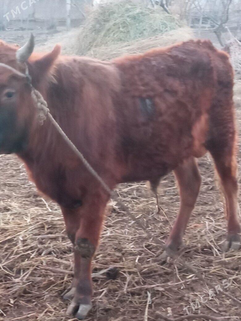 Öküz - Gubadag - img 1