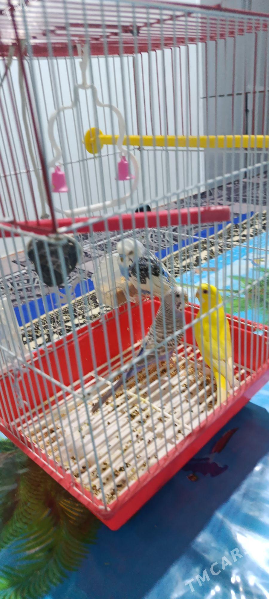 Popugay - Gubadag - img 1