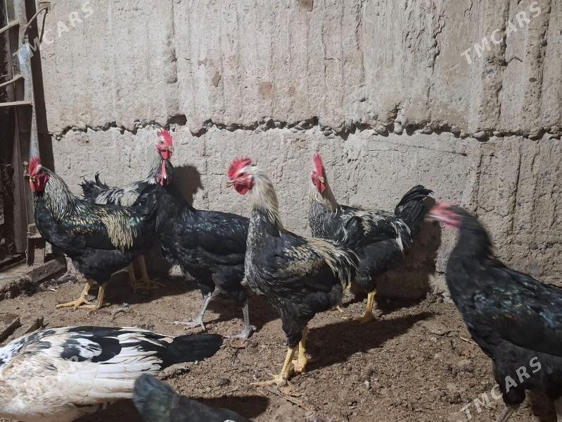 gigant jersi horaz - Ашхабад - img 1