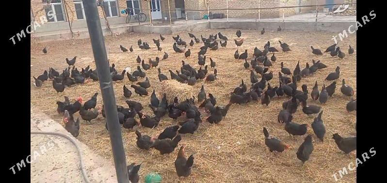 jüyje - Туркменабат - img 1