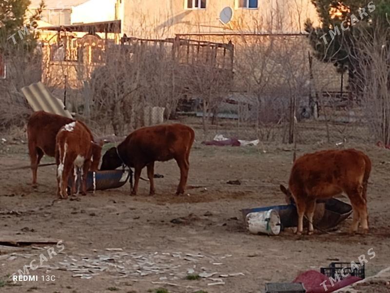 goleler - Огуз хан - img 1