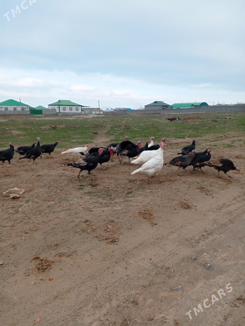 induk - Ак-Бугдайский этрап - img 1