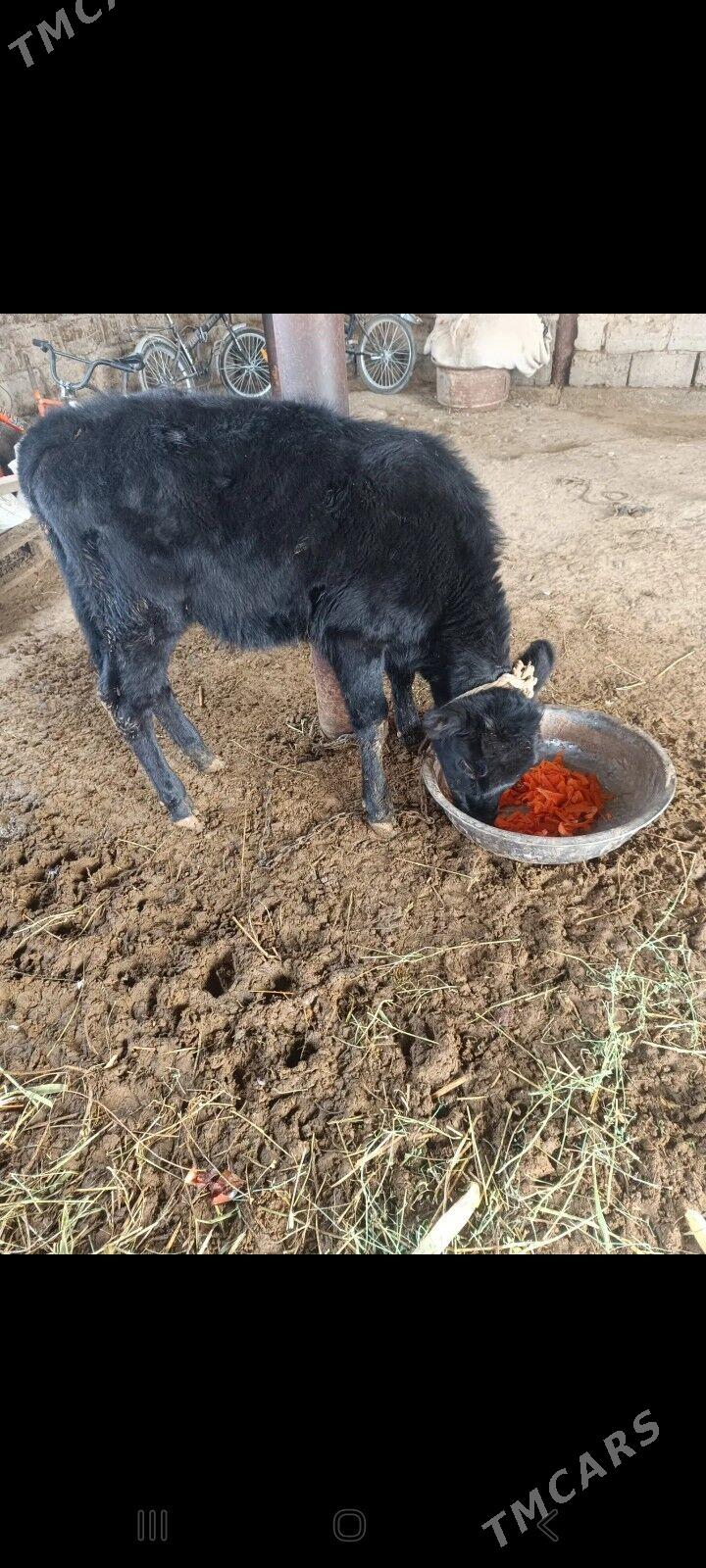 tüwe - Яшлык - img 1