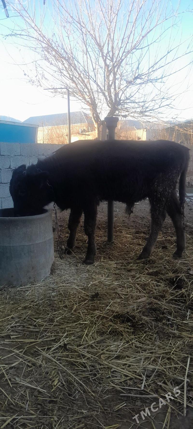 öküz. - Bäherden - img 1