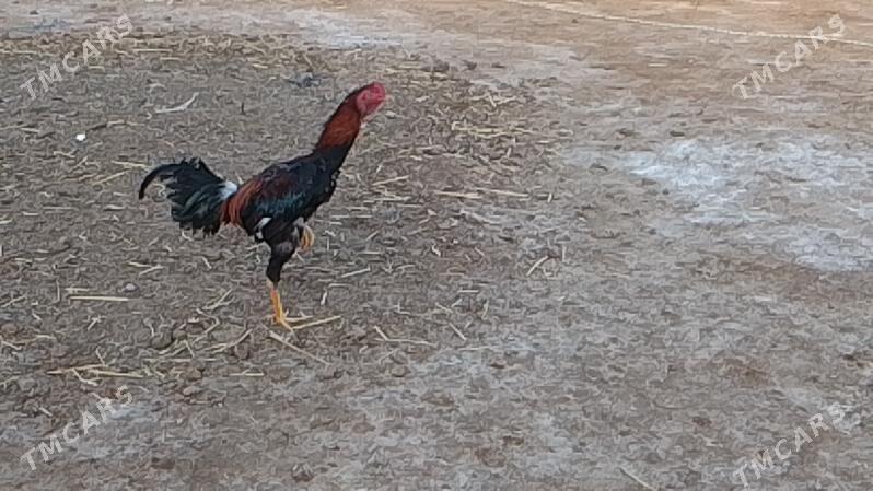 Horoz - Байрамали - img 1