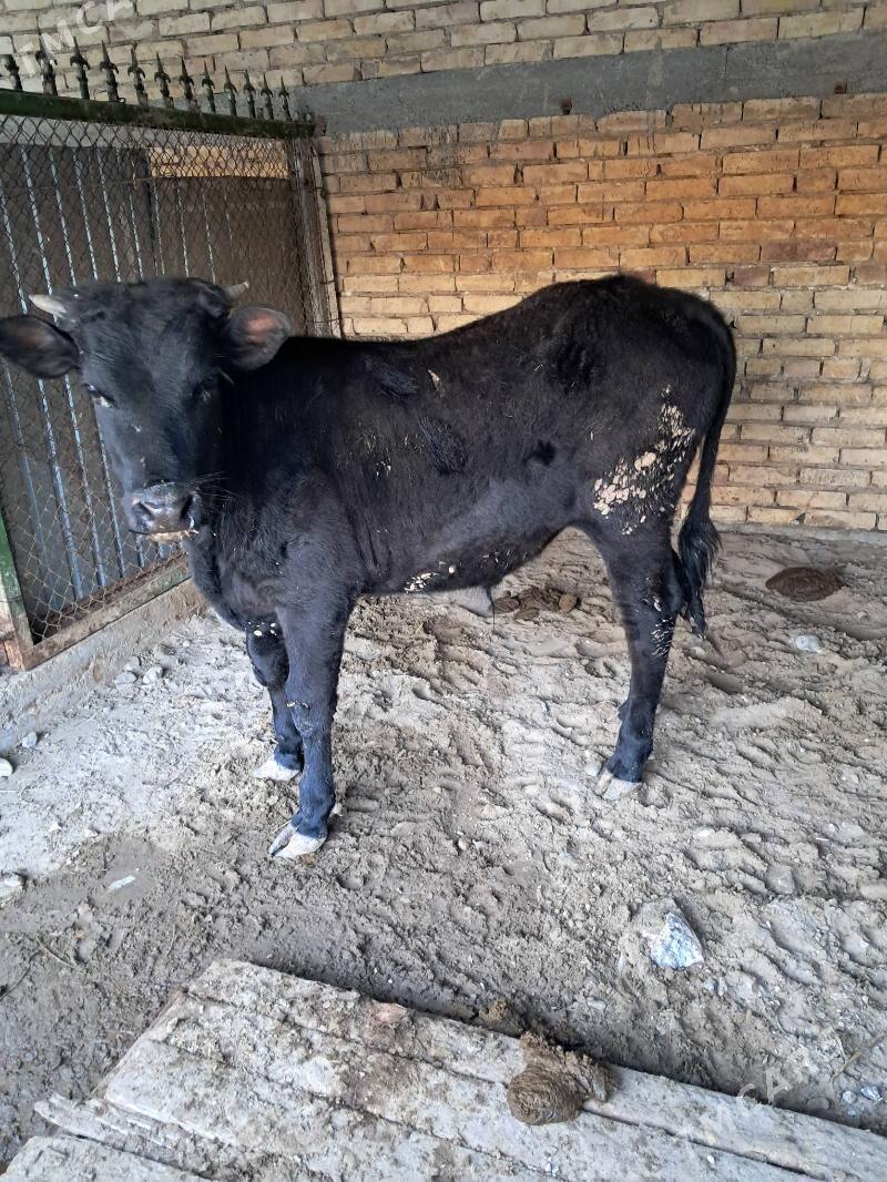 okuzceler - Gyzylarbat - img 1