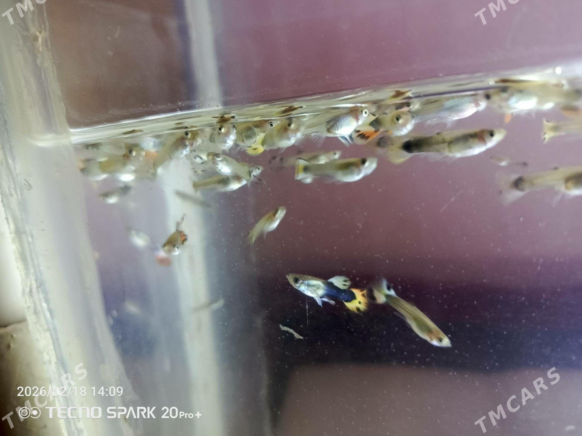 балик - Türkmenabat - img 1