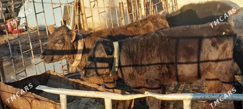 ÖKÜZ 2SANY - Gökdepe - img 1