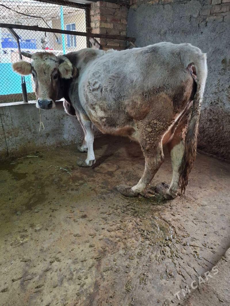 Bogaz sygyr - Bäherden - img 1