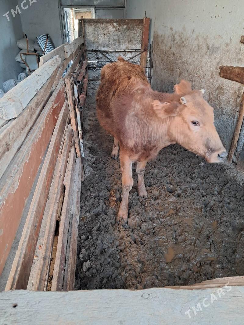 tuwe - Gyzylarbat - img 1