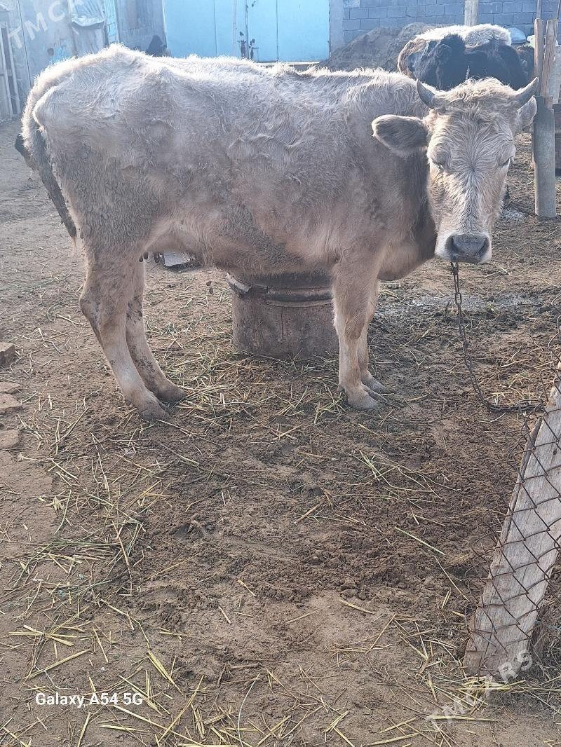 siwes sygyr - Gökdepe - img 1