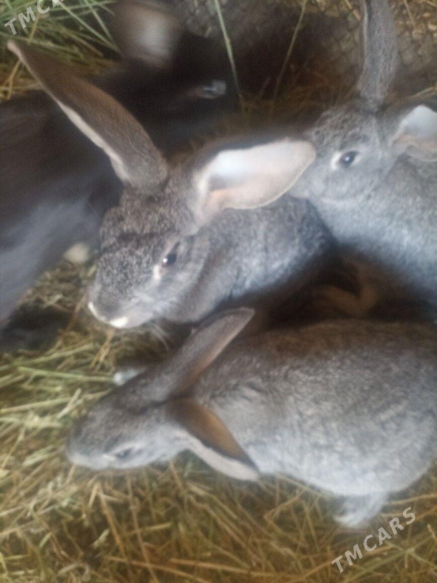 Towsan - Çärjew - img 1