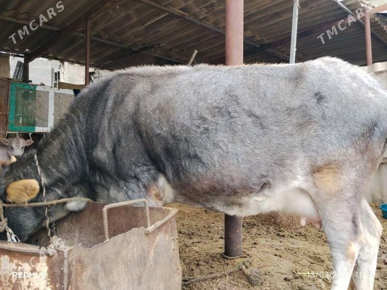 sygyr göleli - Gökdepe - img 1