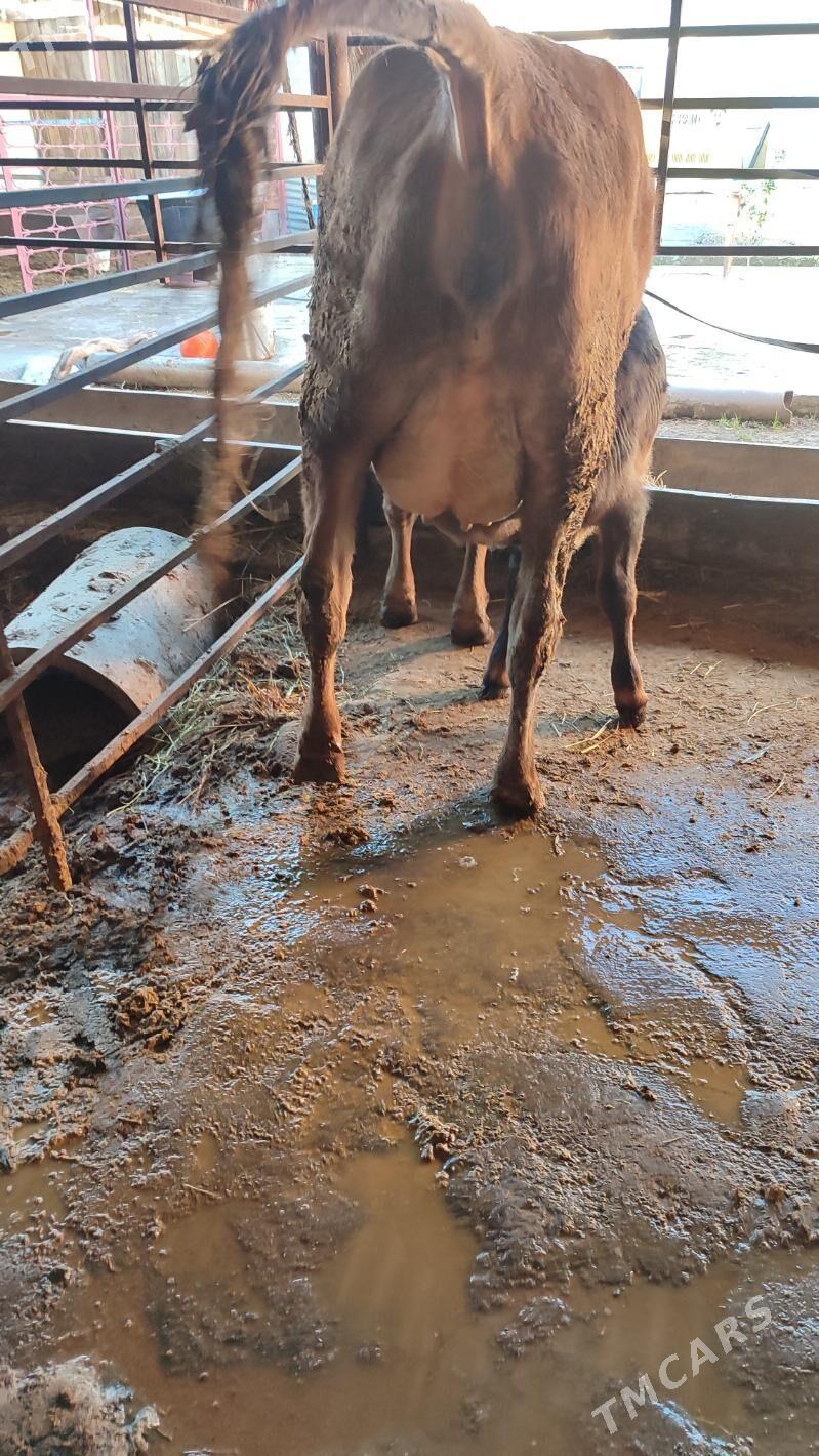 Goleli sygyr - Aşgabat - img 1