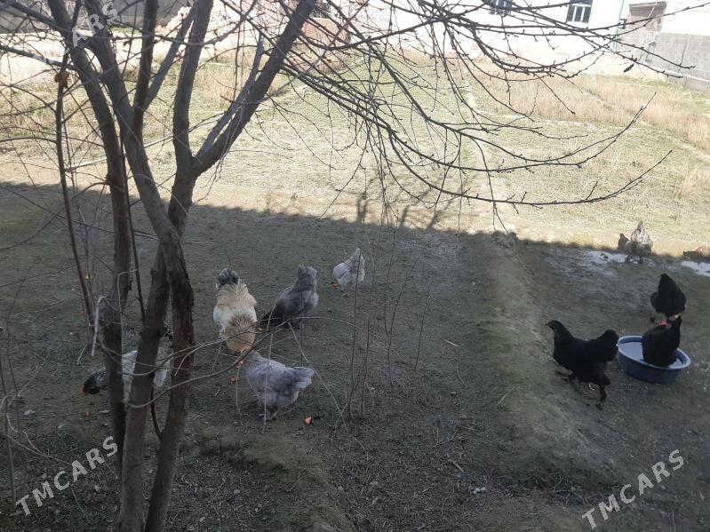 Brama balgar Towuklar - Бахарден - img 1