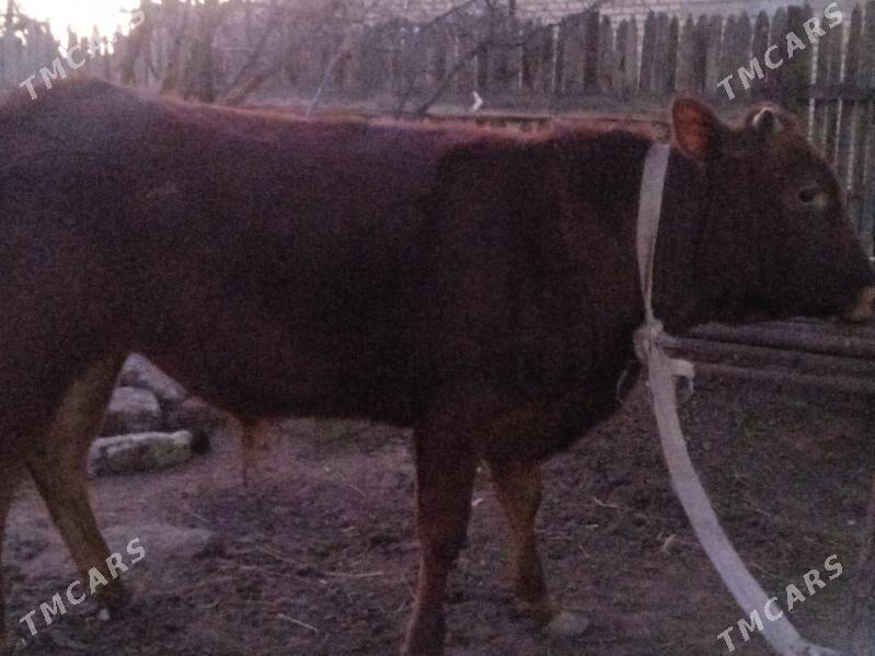 öküz - Балканабат - img 1