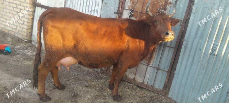 goleli sygyr - Wekilbazar - img 1