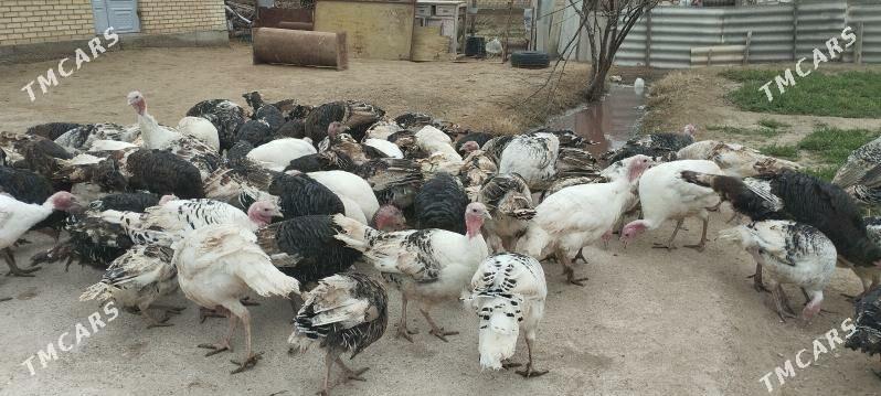 induk - Mary - img 1