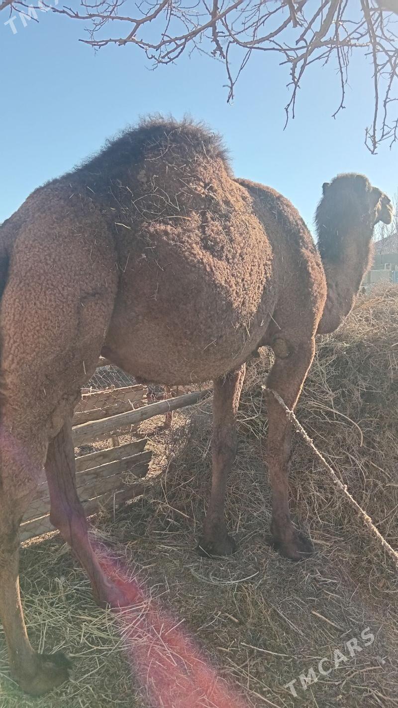 bakylan düýe - Бахарден - img 1