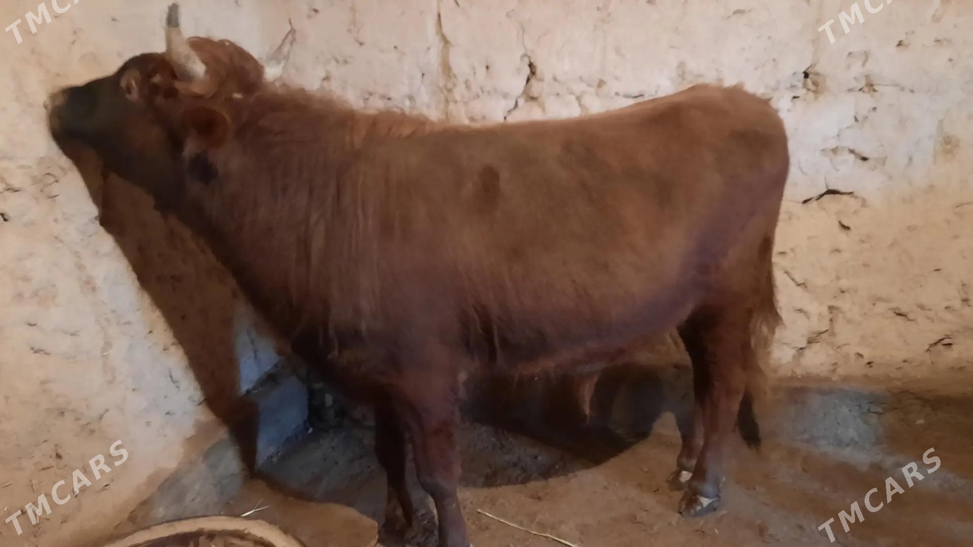 okiz - Boldumsaz - img 1