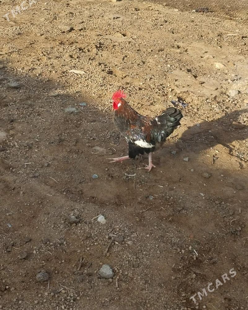 Horaz - Gyzylarbat - img 1