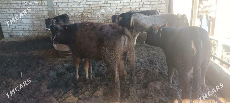 bakylan tuwe - Ýaşlyk - img 1