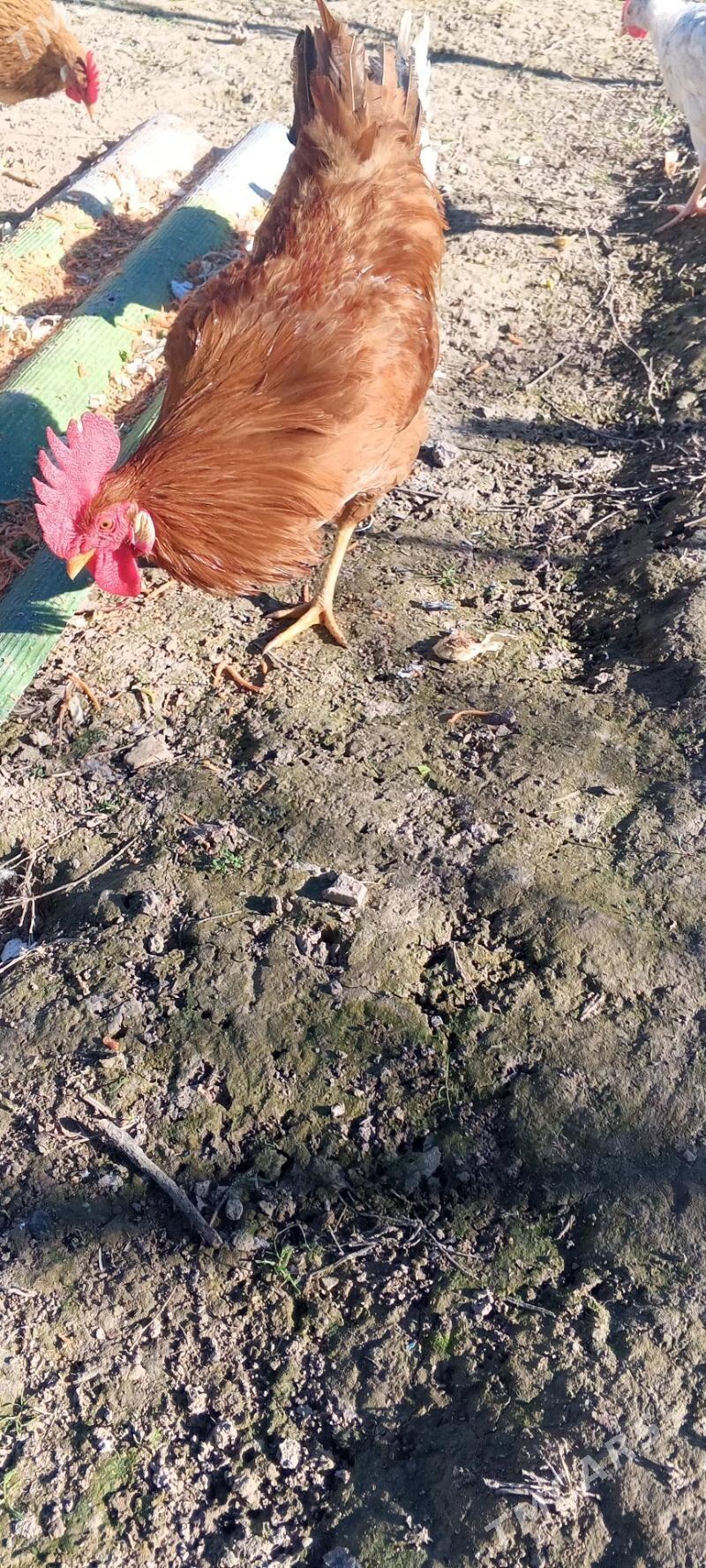 ýaş Horaz - Багир - img 1