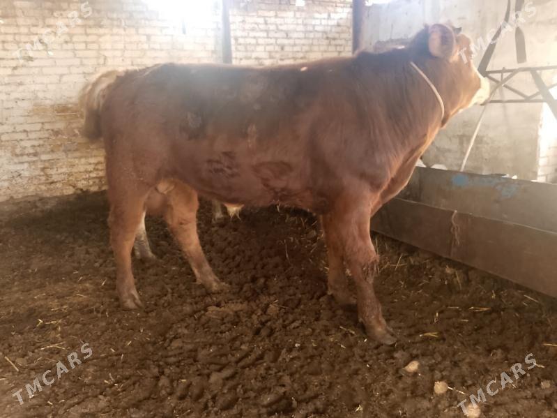 Burlat okuz - Туркменабат - img 1