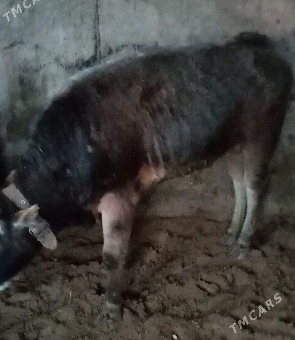 Öküz - Ruhabat (90-njy razýezd) - img 1